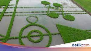 Lt 25 ha (1 ha lahan rata tepi pantai + 24 ha lahan bukit) surat desa kondisi : Keren Hamparan Sawah Di Gorontalo Berbentuk Not Balok Musik