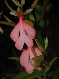 Image result for Habenaria walleri
