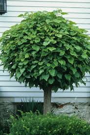 Image result for Catalpa