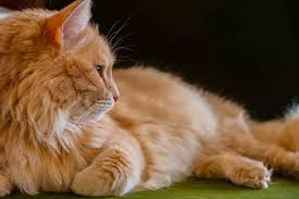 The pedigree paws ltd provides the best breeds in the kittens category from well certified top breeders. How Much Do Orange Tabby Cats Cost Here S A Complete Breakdown