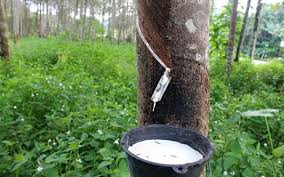 We did not find results for: Bernama Natural Rubber Output Falls 8 2 Pct In January 2021