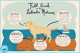 Pin By Kate Parman On Woof Labrador Puppy Labrador Dog Labrador Puppies For Sale