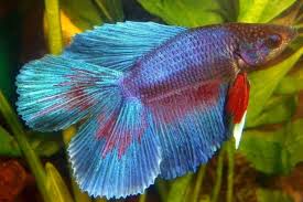 Maybe you would like to learn more about one of these? Ini 5 Ikan Cupang Termahal Jangan Digoreng Ya