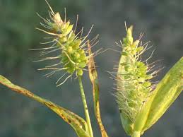 Image result for Setaria verticillata