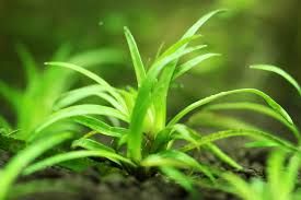 Image result for Eriocaulon buchananii