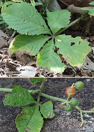 Image result for Cyphostemma lanigerum