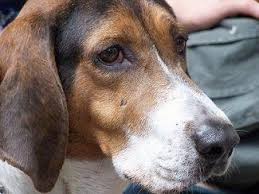 Black And Brown Large Dog Breeds Close Up Side View Head Shot A White Brown And Black Treeing Walker Coonhound Dog Standing Outside And I Walker Coonhound Treeing Walker Coonhound Coonhound