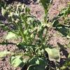 Feb 14, 2021 · if your young apple tree's leaves are curled and you suspect the apple leaf curling midge is to blame, trim off all infected leaves and branches, and thoroughly dispose of them. Https Encrypted Tbn0 Gstatic Com Images Q Tbn And9gcs Lz6m4vlapbeltyeosfoj8ij6rcebeum9zufwdxrzzj4nclzs Usqp Cau