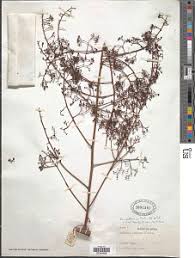 Image result for Sorindeia katangensis