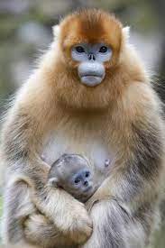 China Shaanxi Province Foping National Nature Reserve Golden Snub Nosed Monkey Female Golden Sn Photographic Print Ellen Goff Art Com Types Of Monkeys Nature Reserve Animals