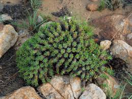 Image result for Euphorbia davyi
