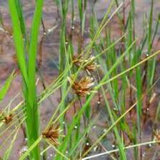 Image result for Pycreus niger