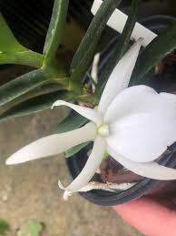 Image result for Angraecum