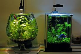 Topic Epiphyte S Fluval Spec 2g Vase 2g Betta Homes 1 4 Planted Space Betta Fish Bowl Betta Aquarium Betta Fish Tank