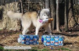 Dana patton is on facebook. Pin By Dana Patton On Christmas Cheers Dogs Animals Husky