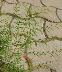 Image result for Phyllanthus pentandrus