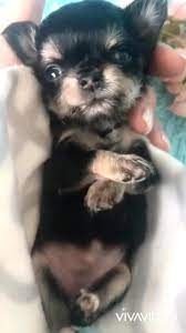 900 Chihuahua Puppies Ideas In 2021 Chihuahua Puppies Chihuahua Puppies