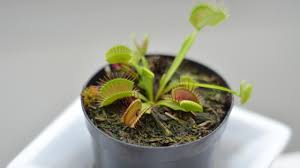 The traps in venus flytraps are not flowers, they are simply modified leaves that evolve to capture bugs. Researchers Figure Out How To Control A Venus Flytrap Using An App Pcmag