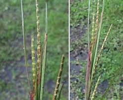 Image result for Rottboellia