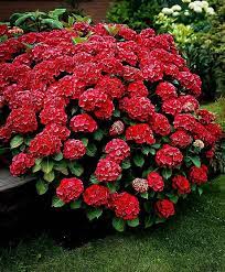 Hydrangea Red Sensation Stunning Red Mophead Bloom In 2021 Hydrangeas For Sale Red Hydrangea Hydrangea Care