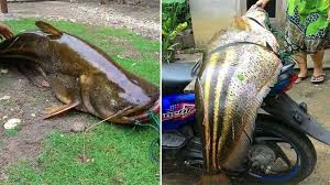 Perangkap ikan tapah ini paling jitu, digunakan pada saat musim banjir. Heboh Ikan Raksasa Rp 500 Warganet Ngeri Ini Makanannya Manusia Tribun Pontianak