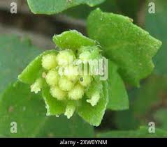 Image result for Acanthospermum australe