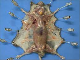 For others, our peepers are prime real estate. Human Lagochilascariasis A Rare Helminthic Disease