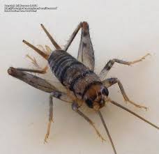 The indian house cricket can be found in both urban and suburban arizona. Bug Pictures Tropical House Cricket Gryllodes Sigillatus By Xenomorf