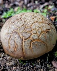 Image result for Scleroderma cepa