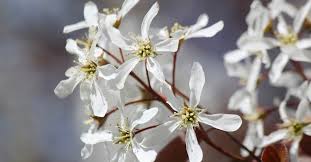 Image result for indiánská borůvka obrázek