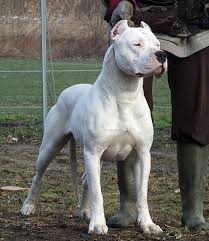 Pin By Razowan On All About Dogs Dog Breeds Expensive Dogs Most Expensive Dog