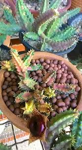 Image result for Huernia zebrina