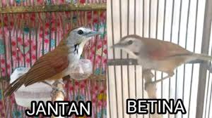 Burung ini mempunyai ciri khas suara yang pedas dan melengking oleh karena itu jika anda ingin membeli atau memelihara burung ini, wajib hukumnya mengetahui ciri fisik burung kemada jantan dan betina. Cara Membedakan Tepus Pipi Perak Jantan Dan Betina Youtube
