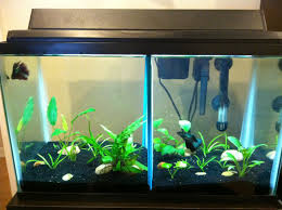 10 Gallon Split Betta Tank Betta Tank Betta Fish Tank Betta