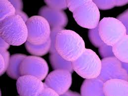 Image result for Vancomycin Resistant Enterococcus
