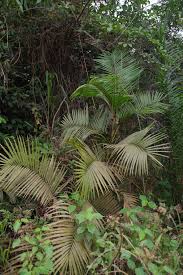 Image result for Calamus deerratus