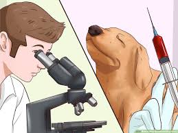 How To Identify Different Dog Worms With Pictures Wikihow
