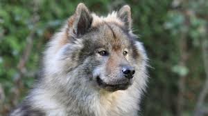 On wuuff all the puppies for sale are raised by experienced breeders who are focused on the three pillars of quality, health and love for their dogs. Eurasier Price Temperament Life Span