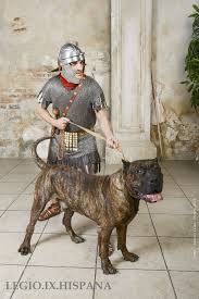 Https I Pinimg Com 736x 2f A5 Bf 2fa5bf56288c563c56d4c1f6a665d4fb Jpg Ancient Warfare Ancient Rome Ancient Warriors