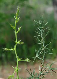 Image result for Asparagus minutiflorus