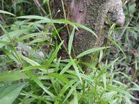 Image result for Oldenlandia lancifolia