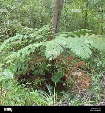 Image result for Cyathea capensis