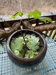 Apple, apricot, cherry, fig, mulberry, nectarine, pawpaw, peach Fig Tree Almost Dormant Album On Imgur