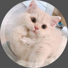 تنسيقات 𝐅𝗼𝐫𝗺𝐚𝐭𝐬 cute cat memes cute cat wallpaper cute cat face