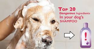 We Found 20 Dangerous Ingredients In Your Dog S Shampoo Dog Allergies Dog Shampoo Dog Care