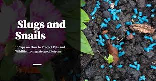 Will spectracide triazicide once & done insect killer concentrate kill slugs? 10 Tips On How To Protect Pets And Wildlife From Snail And Slug Poisons Pest Control Products