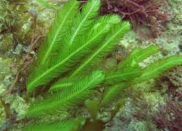 Image result for Scleria chlorocalyx