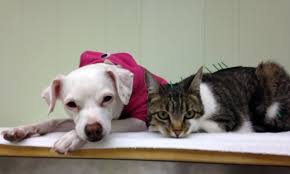 The team at oakland veterinary referral services is here to explain these distinct services and when a pet might need them. All Paws Holistic Veterinary Clinic