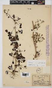 Image result for Eriosema vanderystii