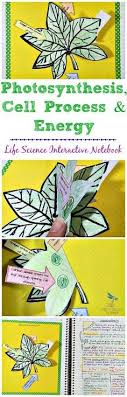 Photosynthesis Cell Processes Energy Science Interactive Notebook Life Science Interactive Science Notebook Science Biology
